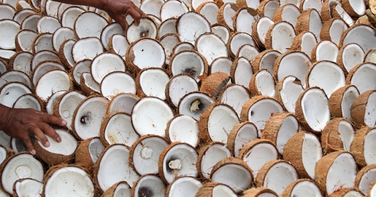 Harga Kopra Kering & Basah per Kilo Terbaru Hari Ini Update
