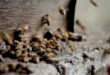 Dapatkan Profit Ratusan Juta, Manfaatkan Peluang Bisnis Lebah Madu