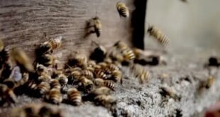 Dapatkan Profit Ratusan Juta, Manfaatkan Peluang Bisnis Lebah Madu