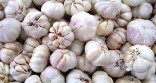 Harga Bawang Putih Per Kg Hari Ini, Manfaat, Kandungan dan Cara Menanamnya