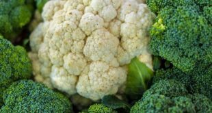 Update Harga Brokoli Per Kg di Pasaran, Manfaat dan Efek Samping