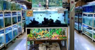 Daftar Harga Ikan Hias Aquarium Terbaru dan Jenisnya