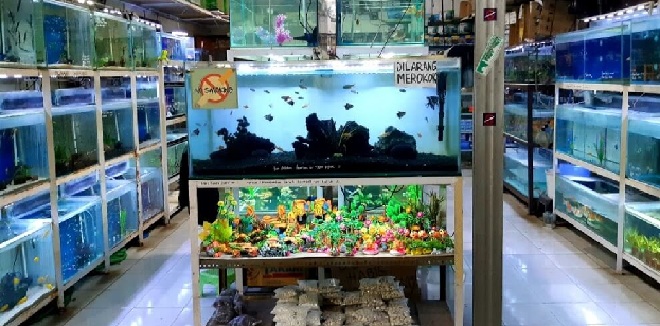 Daftar Harga Ikan Hias Aquarium Terbaru dan Jenisnya
