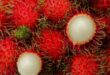 Harga Rambutan per Kg Terbaru, Jenis dan Manfaatnya