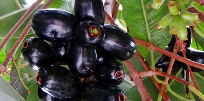 Harga Buah Duwet Per Kg Terbaru