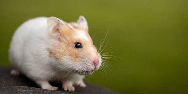 Harga Hamster Sepasang dan Satuan Terbaru