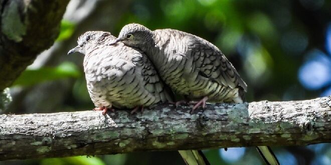 Cara Menjinakkan Burung Perkutut dengan Mudah
