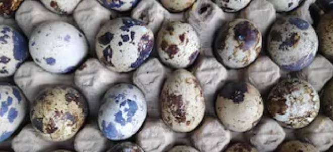 Harga Telur Puyuh Per Kg Terbaru, Manfaat dan Cara Mengolahnya