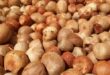 Daftar Harga Pinang Per 1 Kg Hari Ini Terbaru