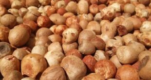 Daftar Harga Pinang Per 1 Kg Hari Ini Terbaru