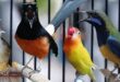 Harga Burung Kicau Terbaru