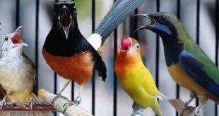 Harga Burung Kicau Terbaru