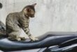 Penyebab Dan Cara Memperbaiki Jok Motor Robek