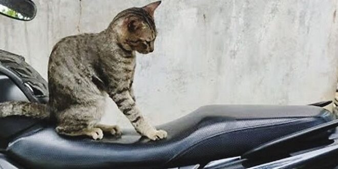 Penyebab Dan Cara Memperbaiki Jok Motor Robek