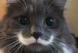 Tips Merawat Bulu Kucing Persia yang Lebat dan Indah