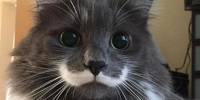 Tips Merawat Bulu Kucing Persia yang Lebat dan Indah