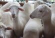 Daftar Harga Kambing Gibas Terbaru