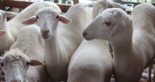 Daftar Harga Kambing Gibas Terbaru