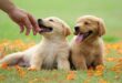 Harga Anjing Golden Retriever Terbaru