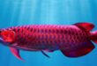 Harga Ikan Arwana Terbaru