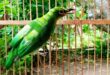 Daftar Harga Burung Cucak Ijo Terbaru Berdasarkan Jenisnya dan Tips Memilih