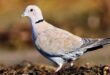 Daftar Harga Burung Puter Terbaru Jenis dan Suara