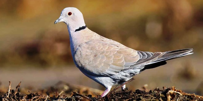 Daftar Harga Burung Puter Terbaru Jenis dan Suara