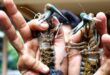 Daftar Harga Lobster Air Tawar Per Kg Terbaru Jenis dan Cara Budidaya