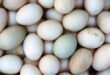 Daftar Harga Telur Bebek Mentah dan Telur Asin Terbaru