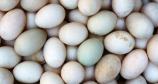 Daftar Harga Telur Bebek Mentah dan Telur Asin Terbaru
