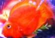 Harga Ikan Red Parrot Terbaru Ikan Hias yang Unik dan Menawan