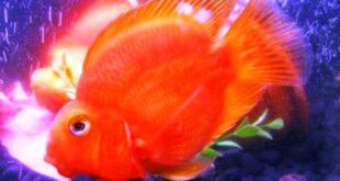 Harga Ikan Red Parrot Terbaru Ikan Hias yang Unik dan Menawan
