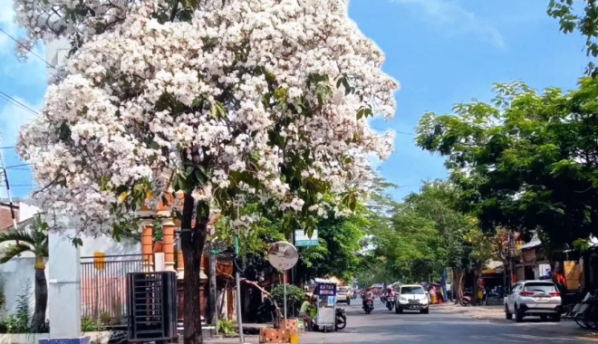 Apa saja Keunggulan Pohon Tabebuya