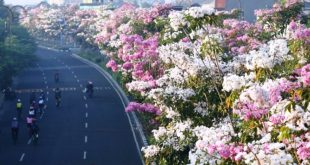 Keunggulan dan Manfaat Pohon Tabebuya yang Membuatnya Banyak Diminati