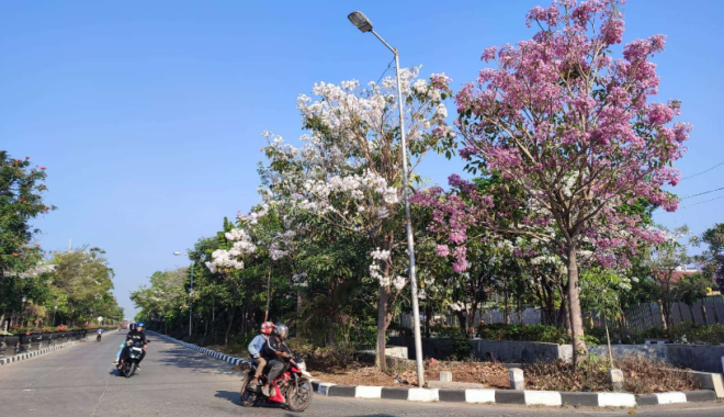 Manfaat Pohon Tabebuya